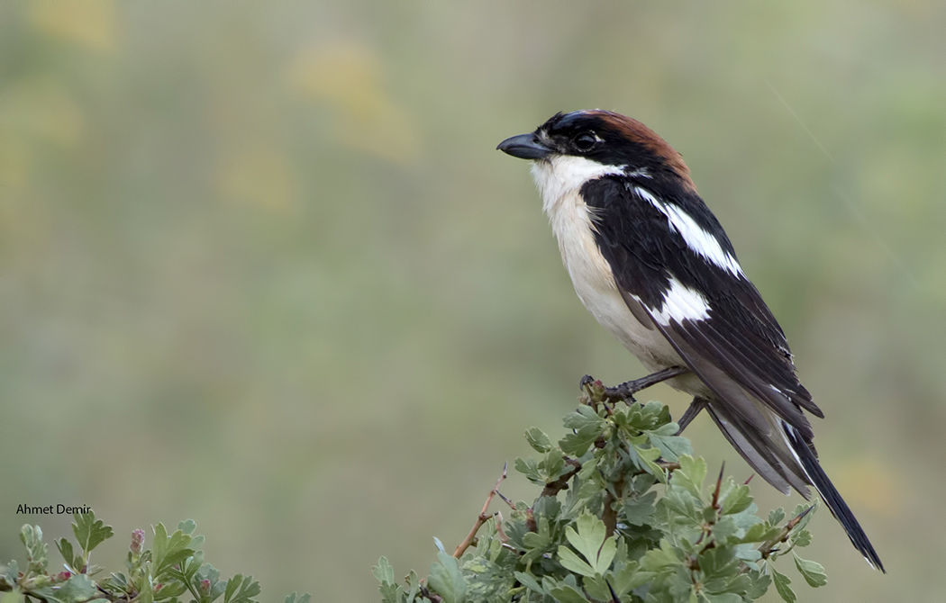 Woodchat Shrike